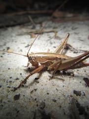 Requena victoriae