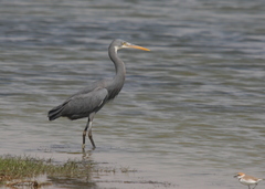 Egretta gularis