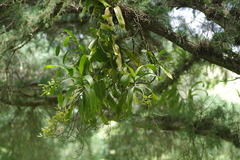 Pomatocalpa diffusum
