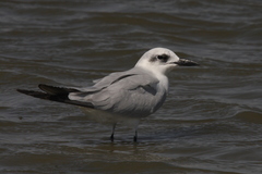 Gelochelidon nilotica