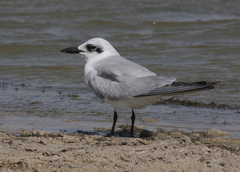 Gelochelidon nilotica