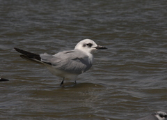 Gelochelidon nilotica
