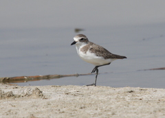 Charadrius mongolus