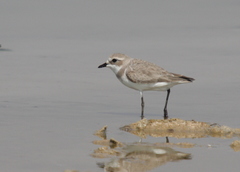 Charadrius mongolus
