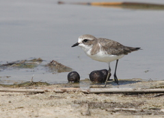 Charadrius mongolus