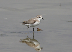 Charadrius mongolus
