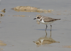 Charadrius mongolus