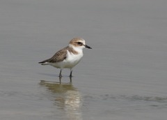Charadrius mongolus