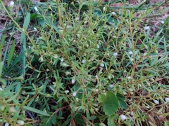 Scleromitrion diffusum