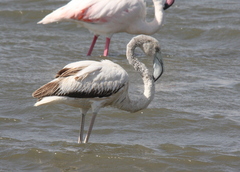 Phoenicopterus roseus