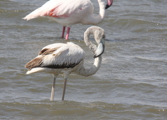 Phoenicopterus roseus