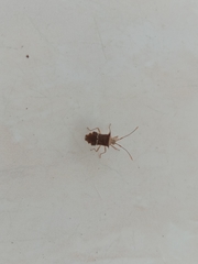Cletomorpha benita