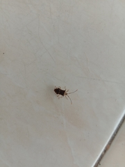 Cletomorpha benita