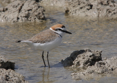 Charadrius alexandrinus
