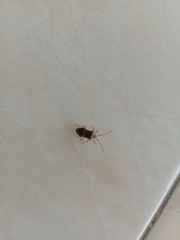 Cletomorpha benita