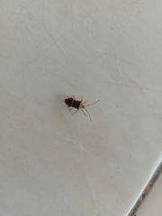 Cletomorpha benita