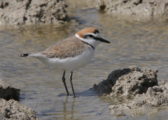 Charadrius alexandrinus