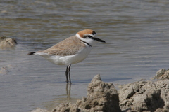 Charadrius alexandrinus