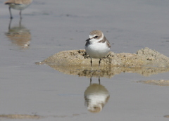Charadrius alexandrinus
