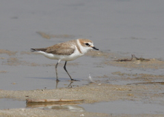 Charadrius alexandrinus