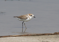 Charadrius alexandrinus