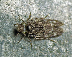 Lepidopsocidae