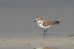 Charadrius alexandrinus