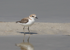Charadrius alexandrinus