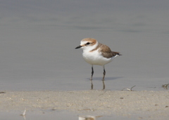 Charadrius alexandrinus