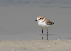 Charadrius alexandrinus