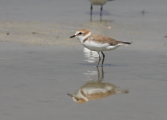 Charadrius alexandrinus