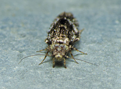 Lepidopsocidae