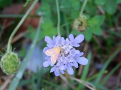 Pyrausta sanguinalis