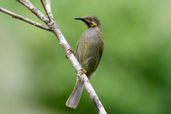 Foulehaio taviunensis
