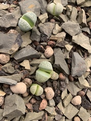 Lithops