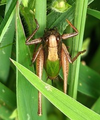 Zeuneriana abbreviata