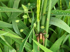 Zeuneriana abbreviata