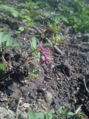 Corydalis intermedia