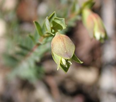 Pimelea linifolia linifolia