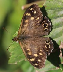 Pararge aegeria