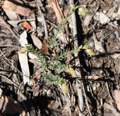 Pimelea linifolia linifolia