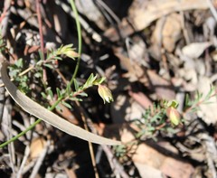 Pimelea linifolia linifolia