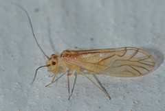 Valenzuela hyperboreus