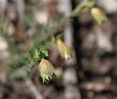 Pimelea linifolia linifolia