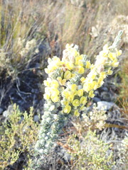 Aspalathus caledonensis