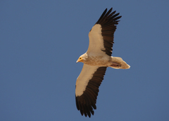 Neophron percnopterus