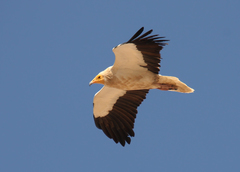 Neophron percnopterus