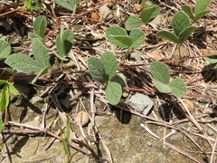 Cajanus scarabaeoides