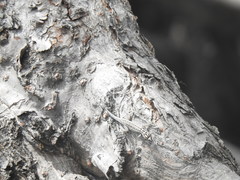 Lygodactylus mombasicus