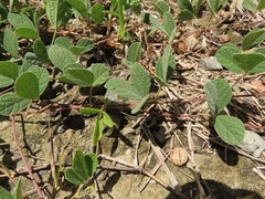 Cajanus scarabaeoides